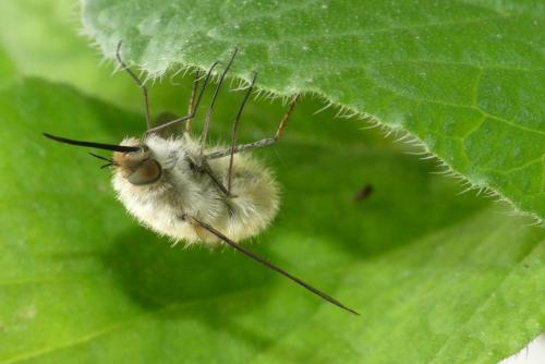 Bombylius sp.